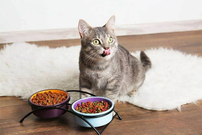 อาหารแมว ยี่ห้อไหนดี