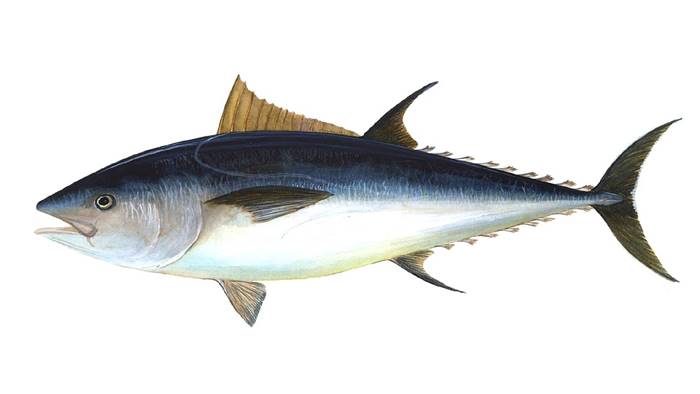 ปลาทูน่า (อาหารแมว)