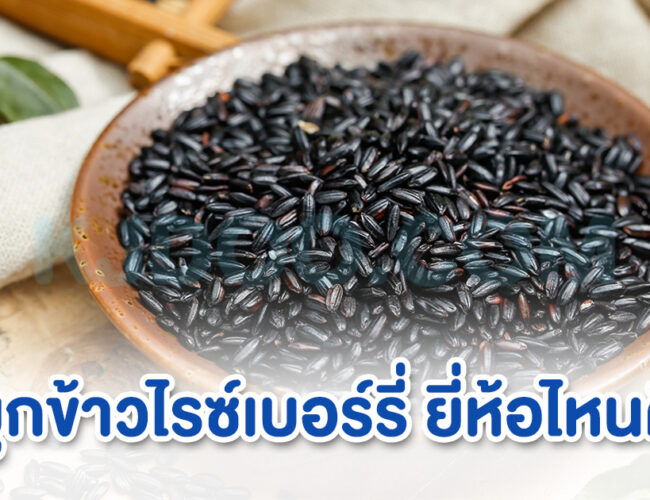 จมูกข้าวไรซ์เบอร์รี่ ยี่ห้อไหนดี เพื่อสุขภาพที่ดีกว่า 